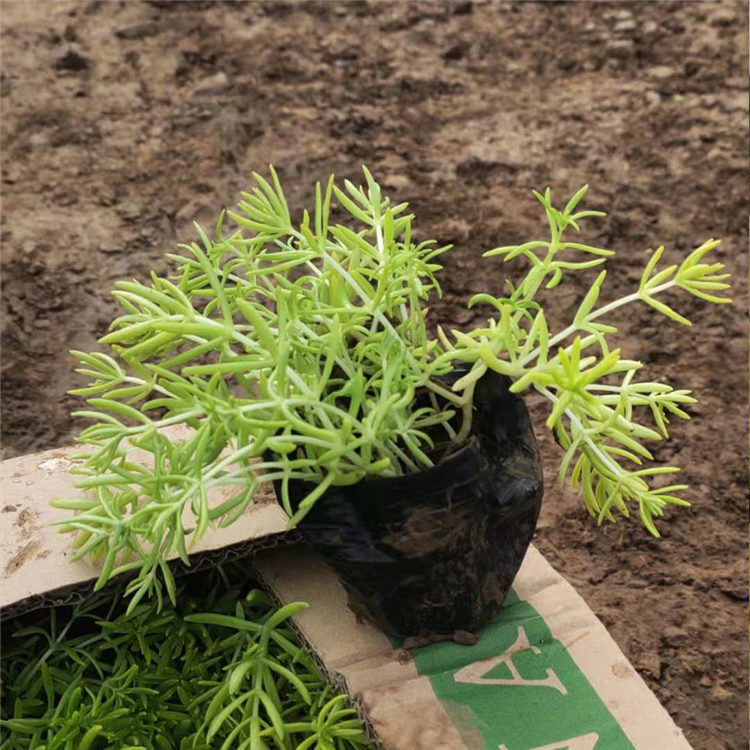 量大优惠 佛甲草杯苗 佛甲草供应商