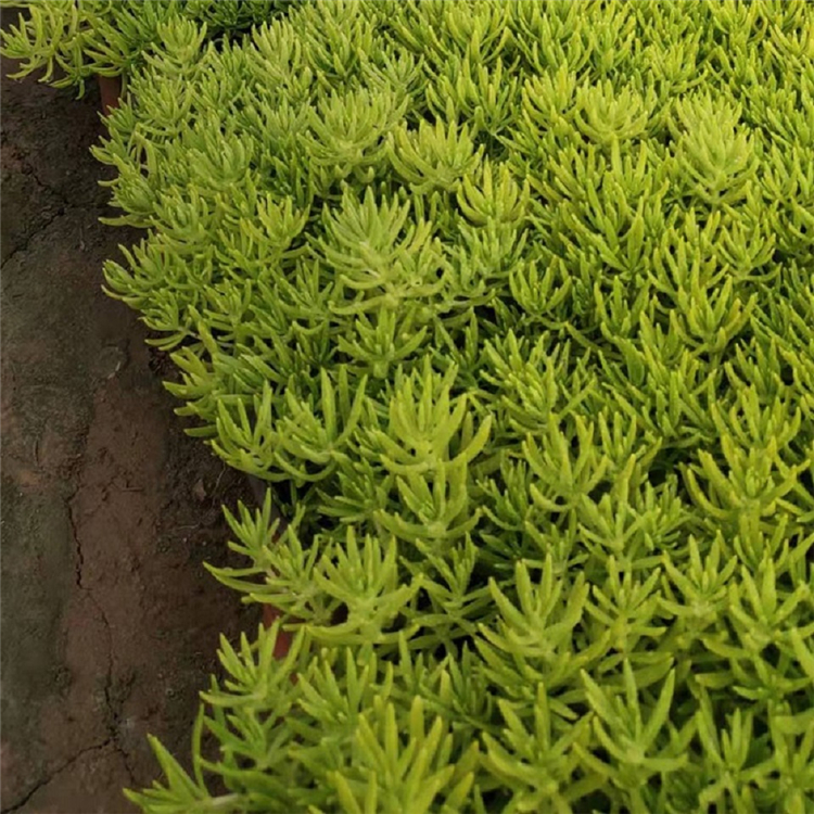 佛甲草价格 好苗批发中 山东佛甲草杯苗
