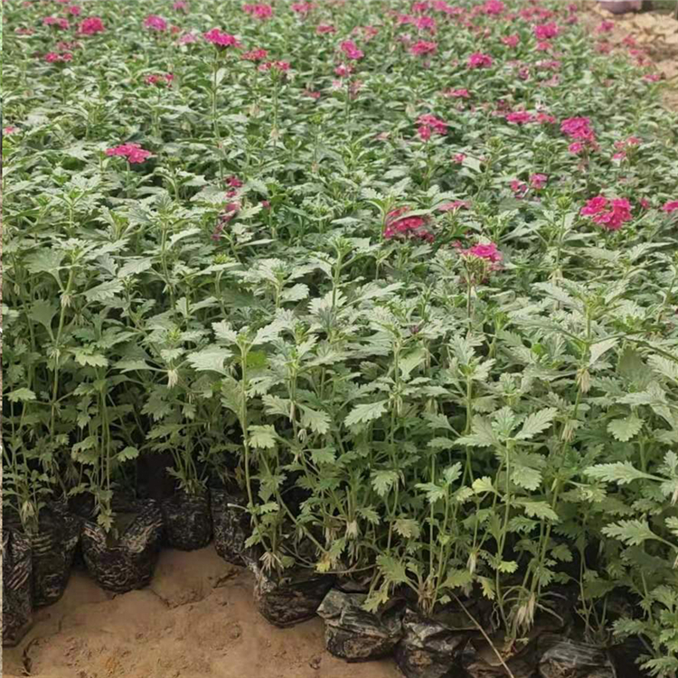 耐寒美女樱 大量批发 草花批发 美女樱种植基地