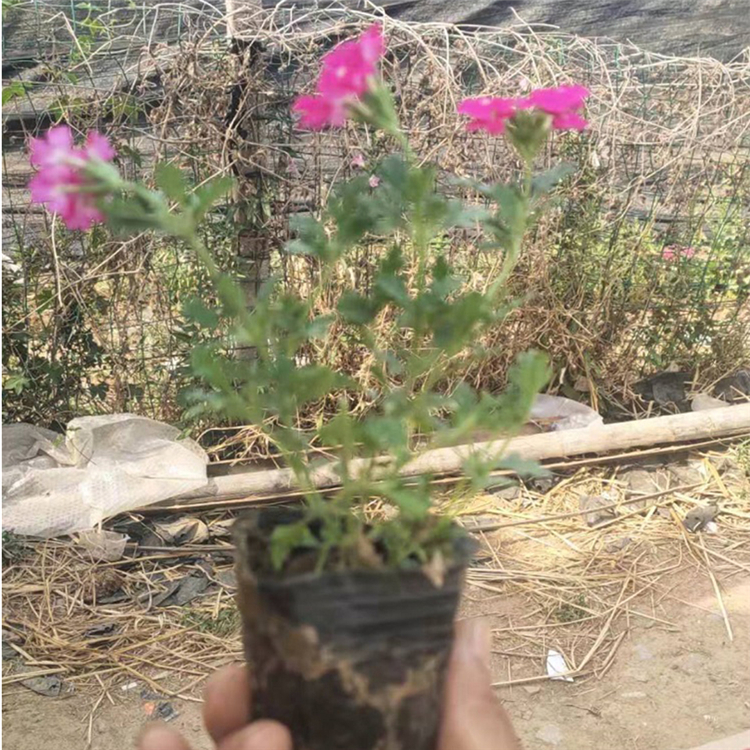 美女樱小苗 基地直售 宿根草花基地 美女樱报价