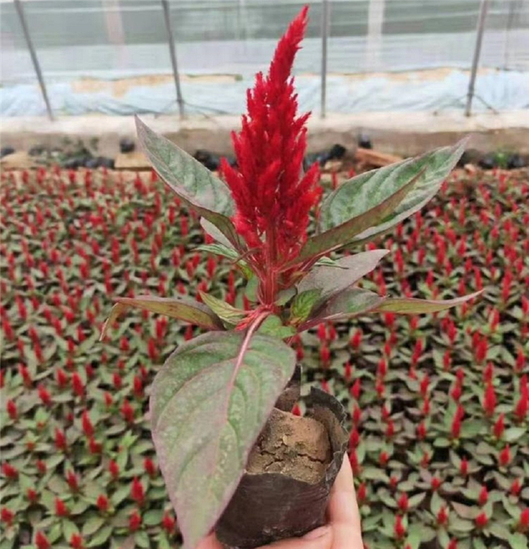 红叶一枝笔 青州草花批发 红叶一枝笔培育 价格从优