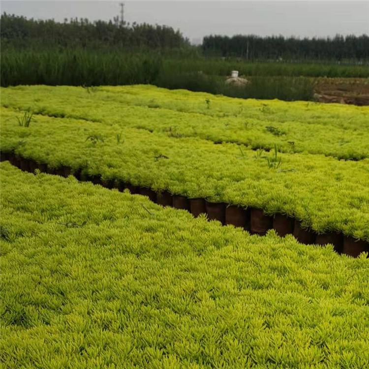 佛甲草批发 批发基地 青州佛甲草