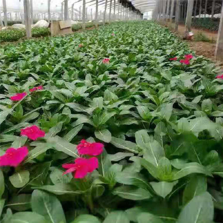 长春花杯苗 订购报价 天天开销售 长春花