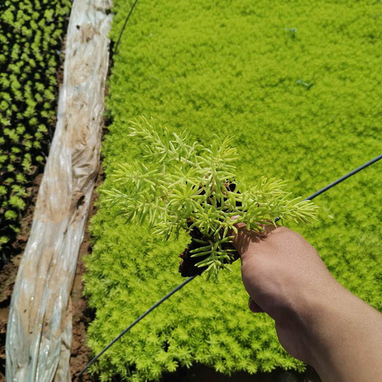 河北佛甲草种植基地 远创花卉苗木大量供应 量大价优