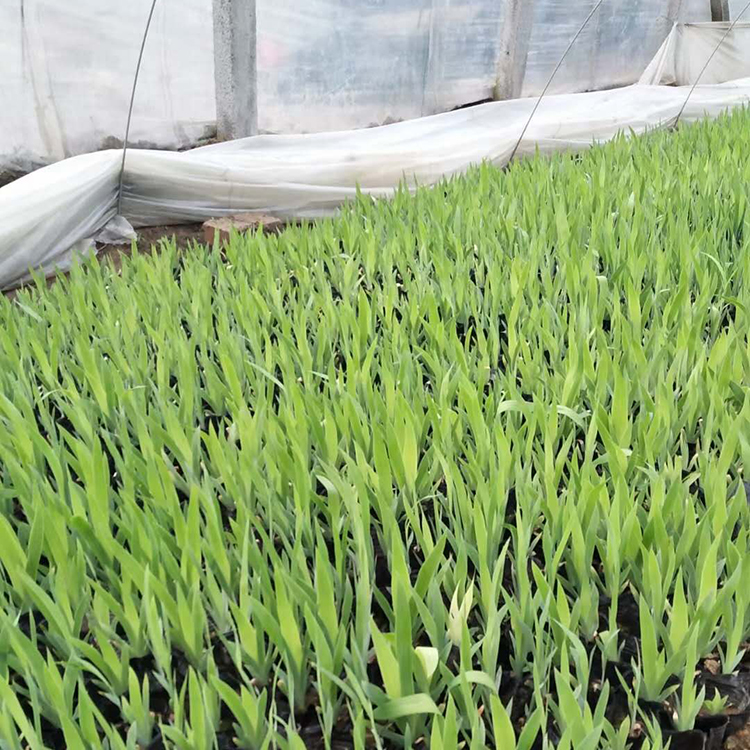 鸢尾 多年生草本植物 远创鸢尾小苗批发 蓝紫色花