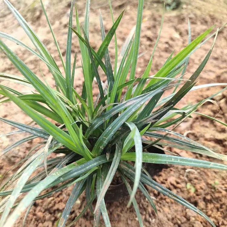 崂峪苔草小苗批发基地 量大价优 远创供应崂峪苔草