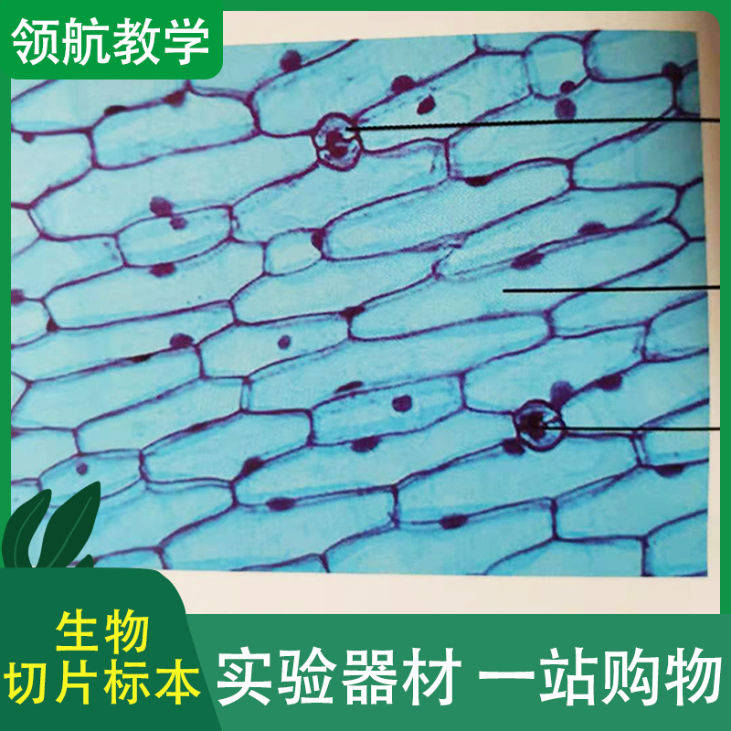厂家批发 生物切片标本 草本植物生物切片标本 植物茎横切片