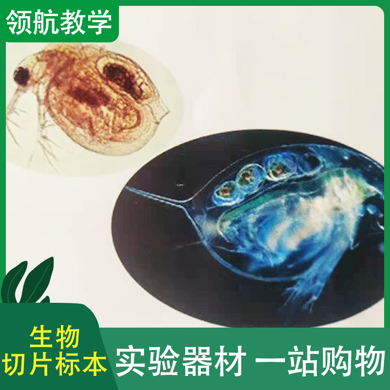 厂家直供 生物切片标本 生物切片套装 植物浸制标本