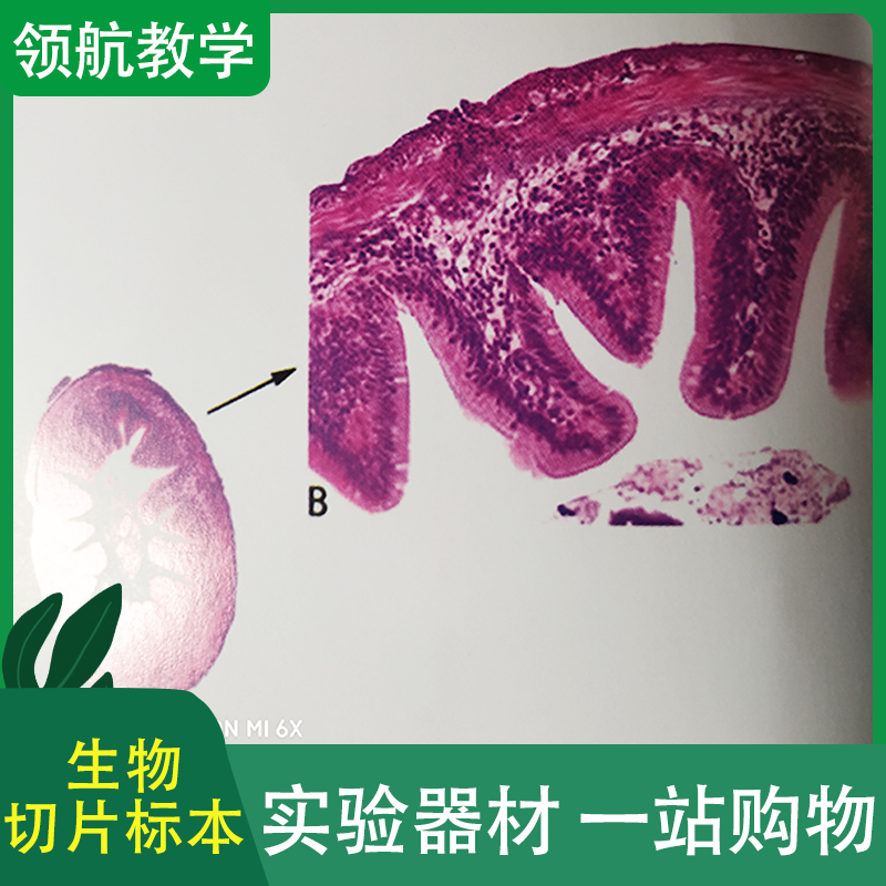 厂家批发 生物载玻片标本 生物切片套装 显微镜切片标本
