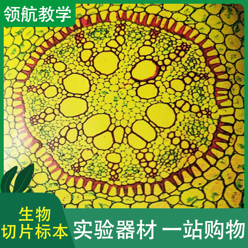 厂家批发 生物载玻片标本 显微镜玻片 显微镜切片标本
