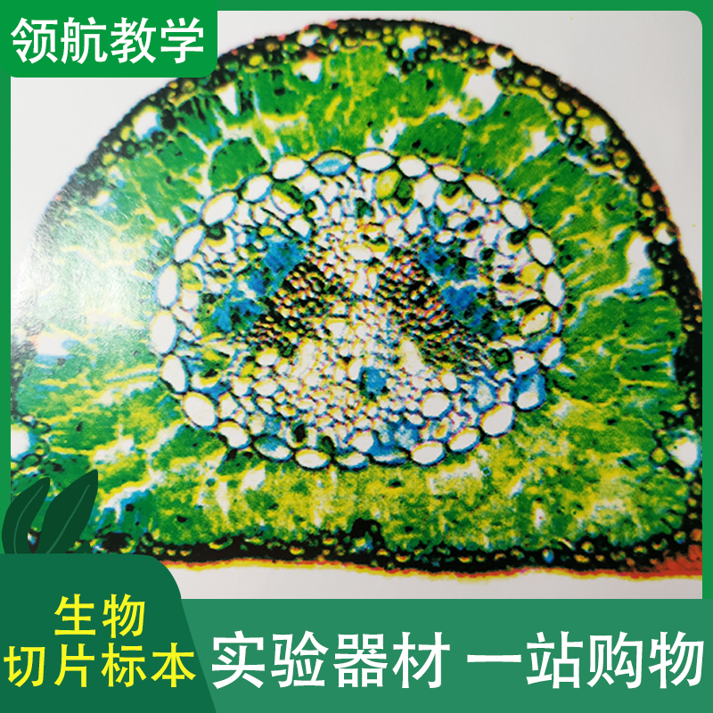 厂家直供 生物显微镜标本切片 生物玻片标本 实验教学标本
