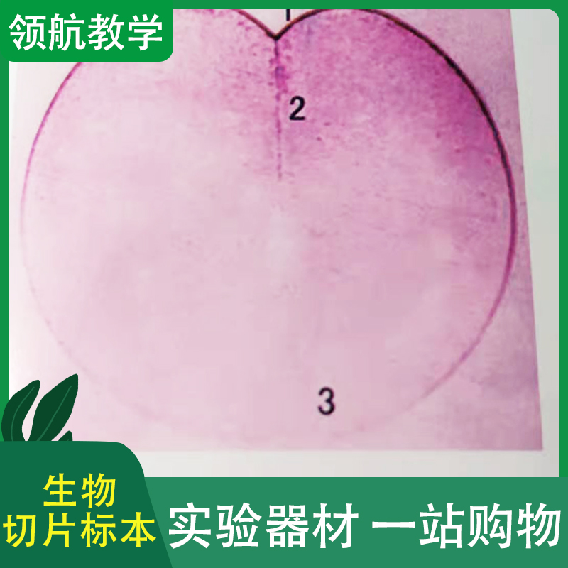 厂家直供 植物生物标本 生物切片套装 植物茎横切片