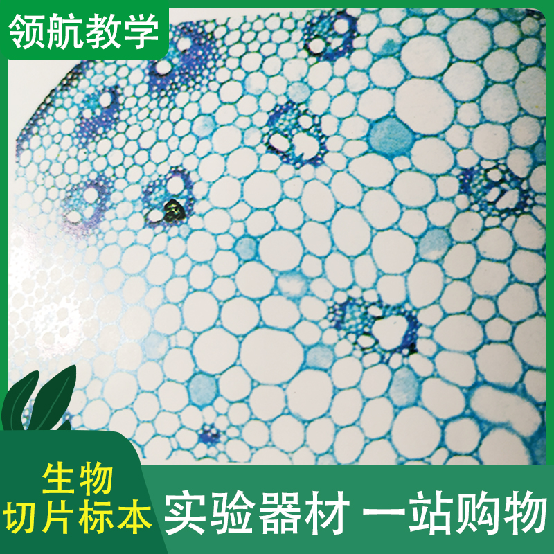 厂家批发 生物切片标本 生物玻片标本 植物浸制标本