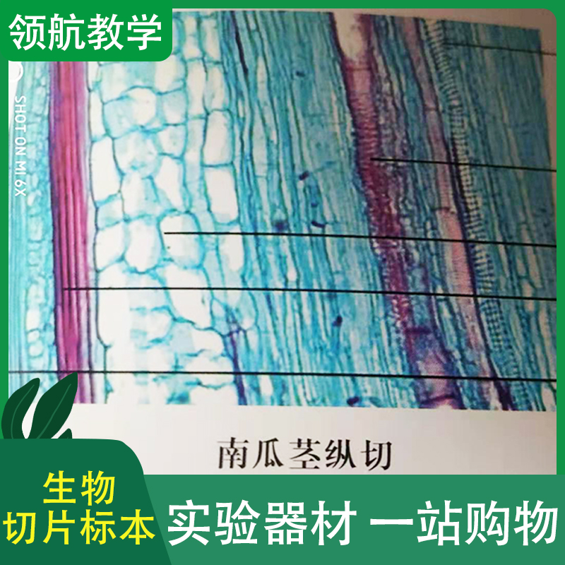 厂家批发 生物载玻片标本 显微镜玻片 植物茎横切片