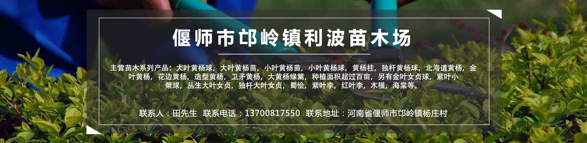 偃师市邙岭镇利波苗木场 主营产品