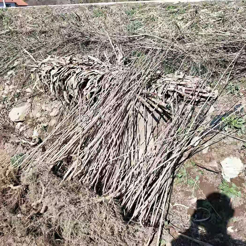供应五角枫苗 量大优惠 刘家苗圃基地种植
