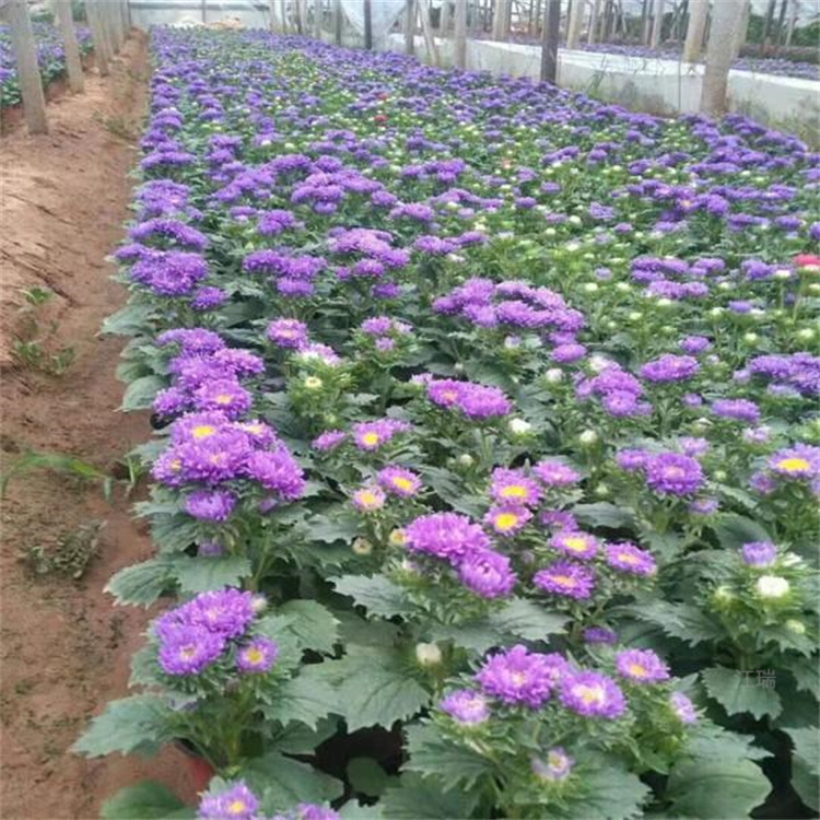 翠菊批发价格 江瑞园艺 浙江翠菊精选厂家