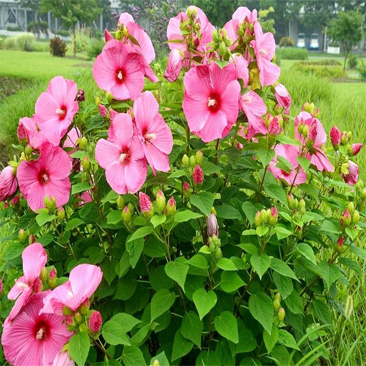 河南大花秋葵现货供应 江瑞花卉 大花秋葵种植户