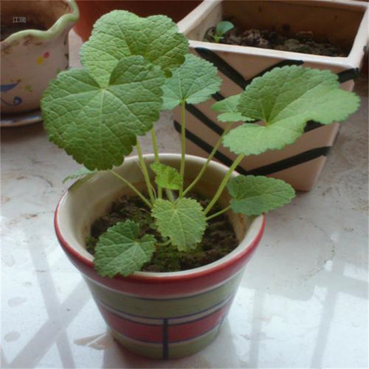 北京蜀葵基地 江瑞花卉 蜀葵种植户 欢迎选购