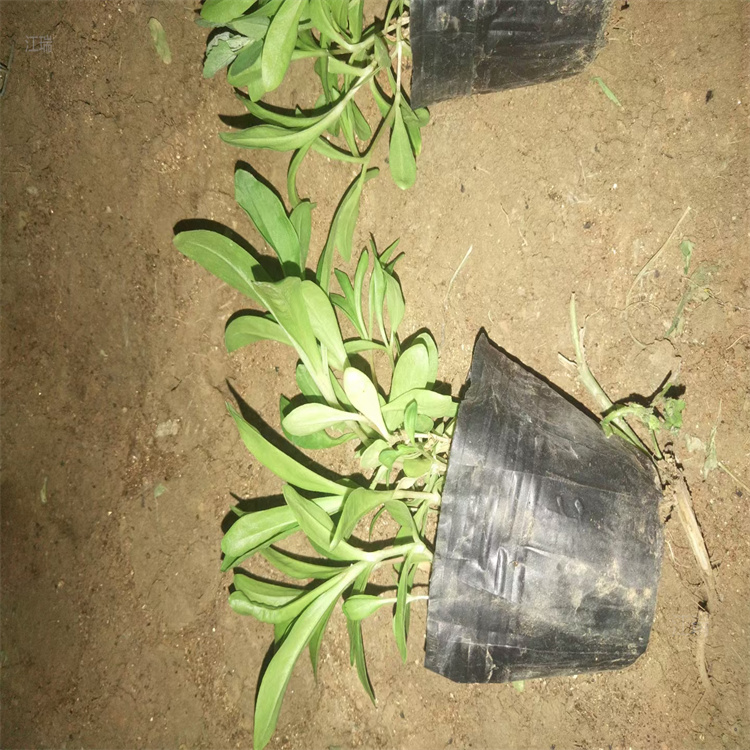 南方美国石竹用苗供应 现货供应美国石竹 江瑞园艺