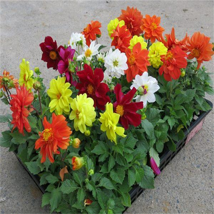 河南大丽花出售 大丽花花期长 庭院绿化大丽花种植基地