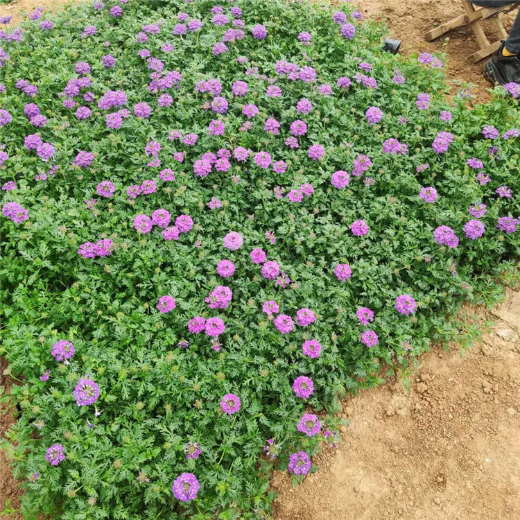 昌和  细叶美女樱批发基地   着花繁盛，花期长