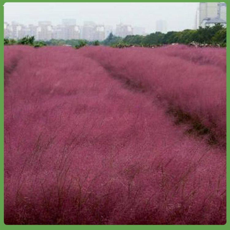 昌和 粉黛乱子草  粉黛乱子草  花期 9-11 月