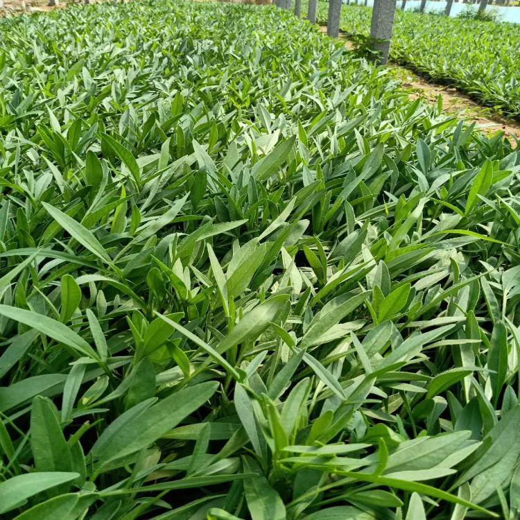 宿根草本植物金鸡菊   金鸡菊小苗价格   花大色艳，常开不绝