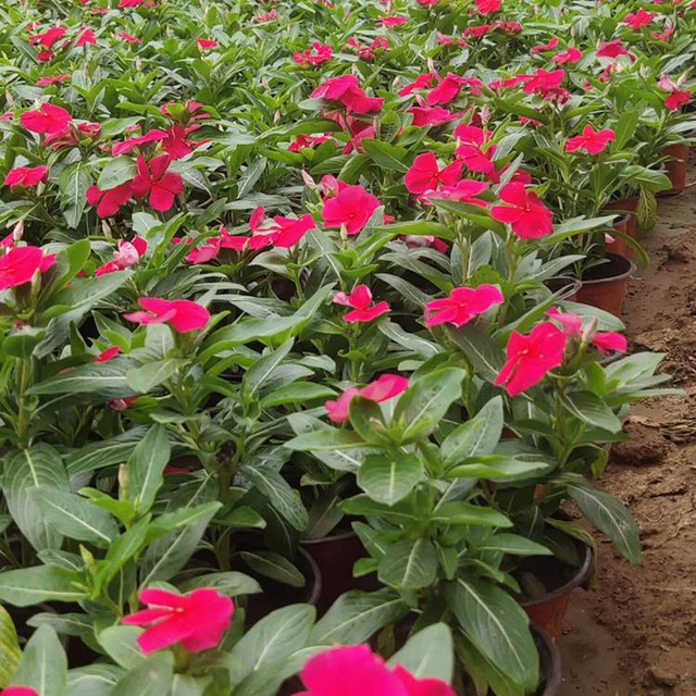 立即询价 联系企业 四时春花坛摆花天天开基地多用于城镇绿化 美化环境 天天开 为夹竹桃科 长春花属一种植物 别名金盏草 四时春 日日新 雁头红 三万花 台湾育种出多个品种 育种以花朵越大为趋势 性喜高温 高湿 耐半阴 不耐严寒 适宜温度为