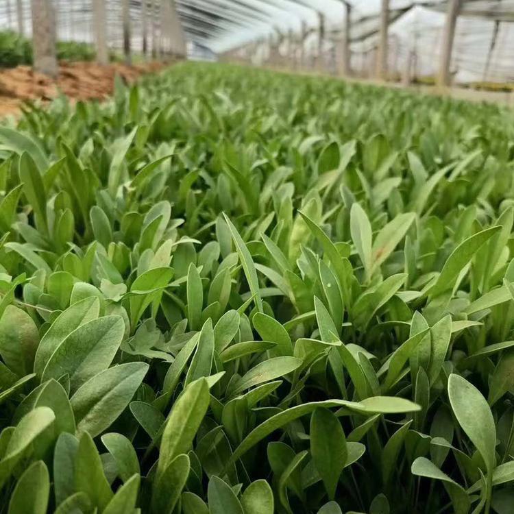 小皮桶金鸡菊价格   出售金鸡菊   适应能力好