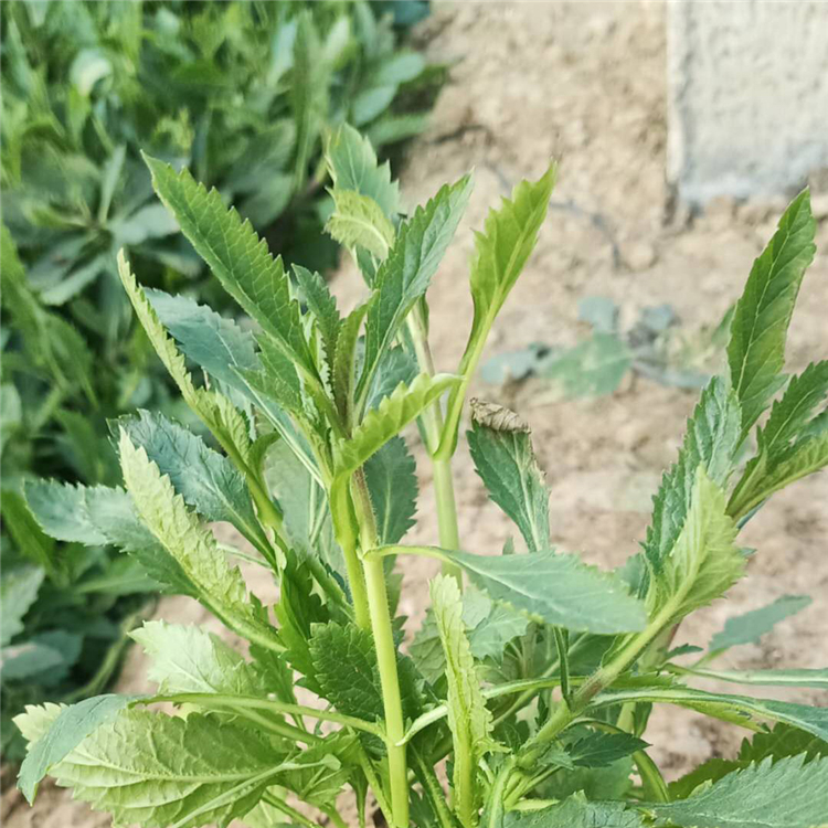 承接中大型花海设计  马鞭草批发基地  观赏价值高