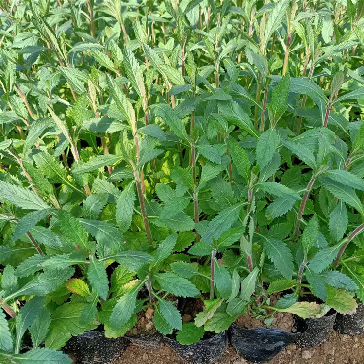昌和  马鞭草基地  耐旱能力强,