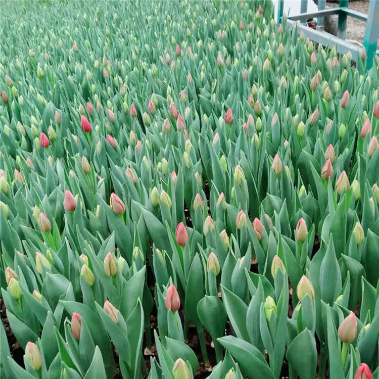 昌和  郁金香种植基地  多年生草本植物