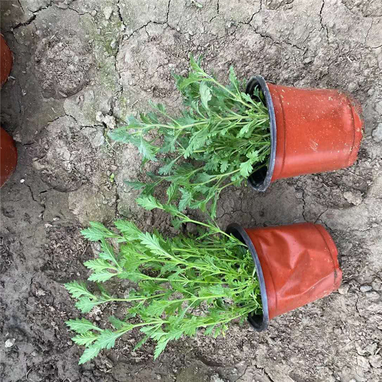 昌和  青州细叶美女樱基地   色彩丰富艳丽