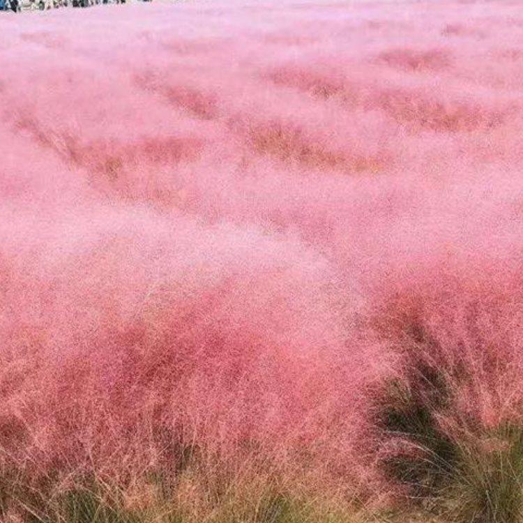 山东粉黛乱子草  粉黛乱子草小苗  株高可达30-90厘米