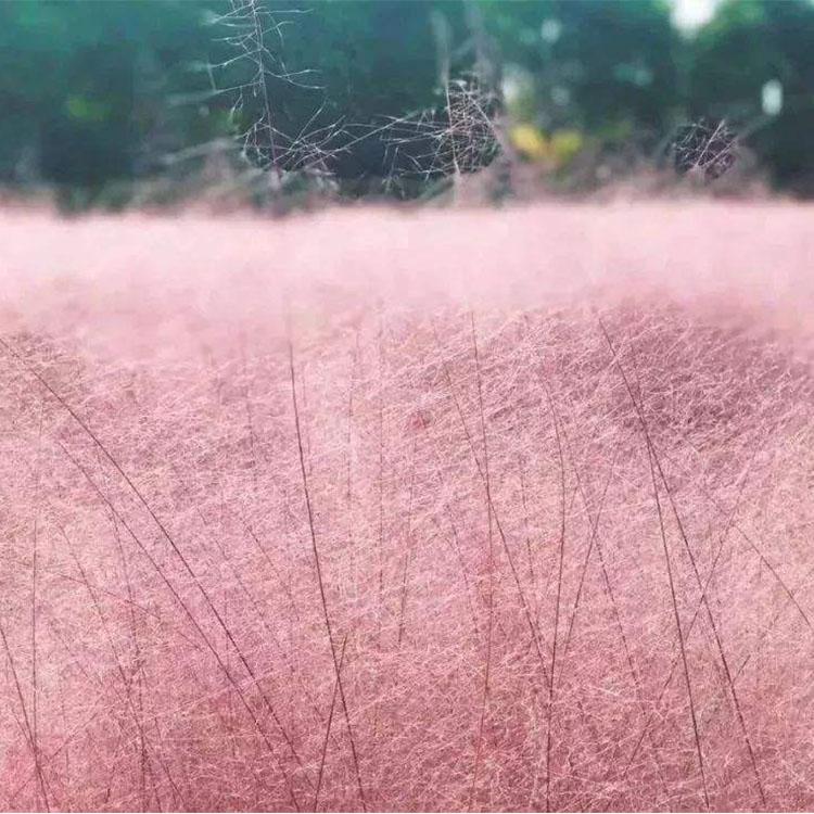 昌和 粉黛乱子草  粉黛乱子草基地  观赏效果佳