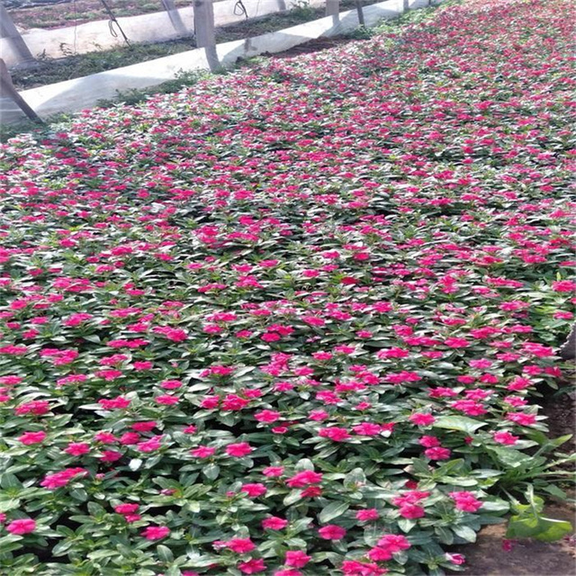立即询价 联系企业 四时春花坛摆花天天开基地多用于城镇绿化 美化环境 天天开 为夹竹桃科 长春花属一种植物 别名金盏草 四时春 日日新 雁头红 三万花 台湾育种出多个品种 育种以花朵越大为趋势 性喜高温 高湿 耐半阴 不耐严寒 适宜温度为