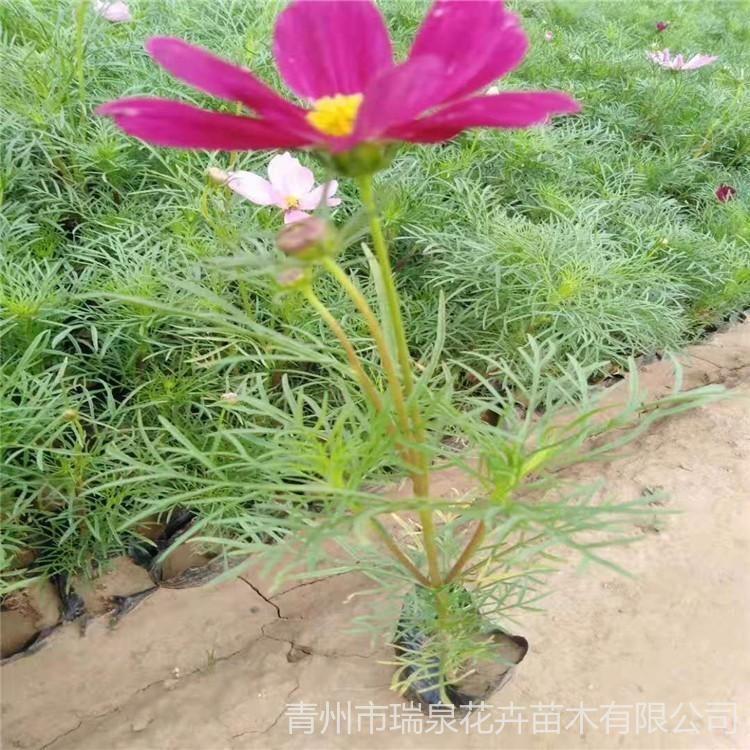 昌和  格桑花批发  波斯菊小苗