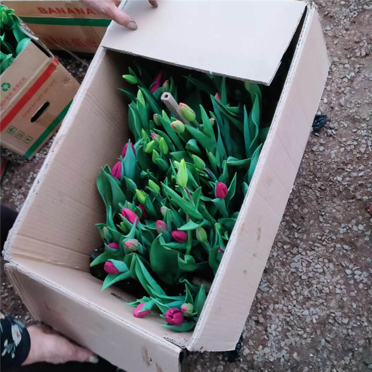 昌和  山东郁金香花海  大型而艳丽