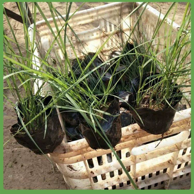 山东粉黛乱子草  粉黛乱子草种植基地  观赏效果佳