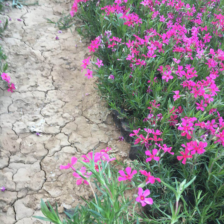 观赏用芝樱苗 山东花卉丛生禄福考供应 观赏价值高