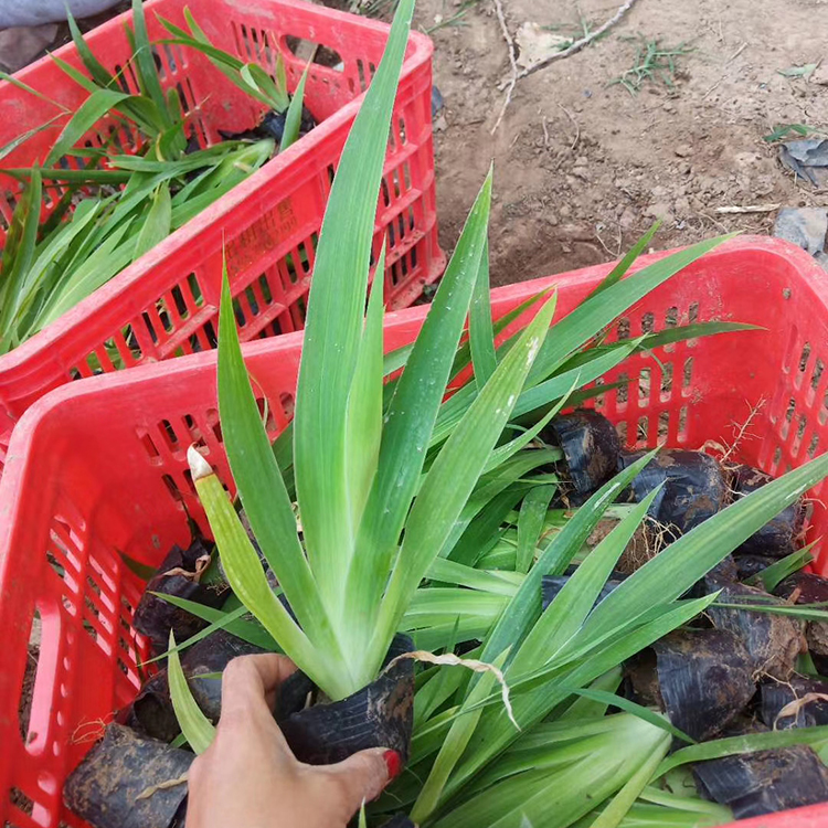 好成活的鸢尾 青州种植基地鸢尾报价  全年可采