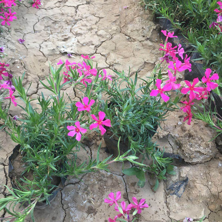 丛生福禄考花海苗 青州种植基地丛生禄福考报价 观赏价值高