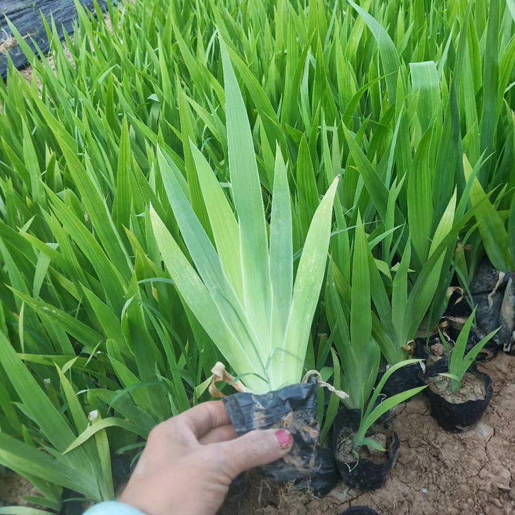 山东花卉好成活的鸢尾 香气淡雅 鸢尾行情