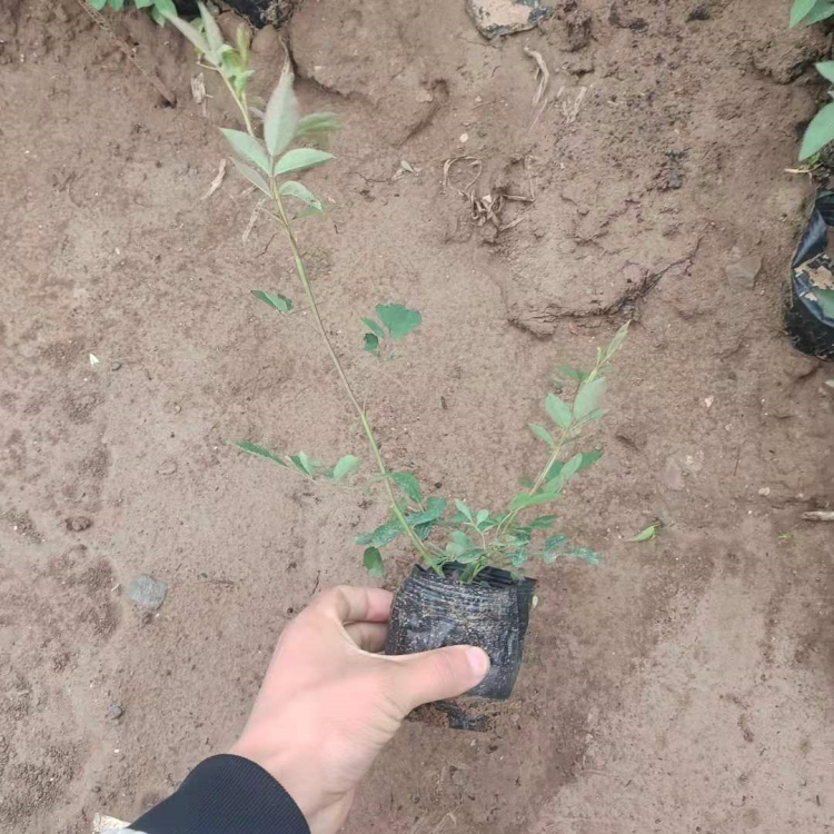 基地供应大花蔷薇  蔷薇供应商  夏日花繁叶茂
