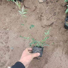 基地供应大花蔷薇  蔷薇供应商  夏日花繁叶茂