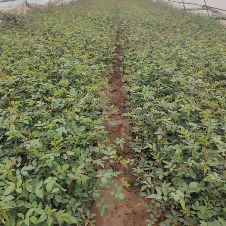 大量批发大花蔷薇  蔷薇批发  色泽鲜艳  气味芳香