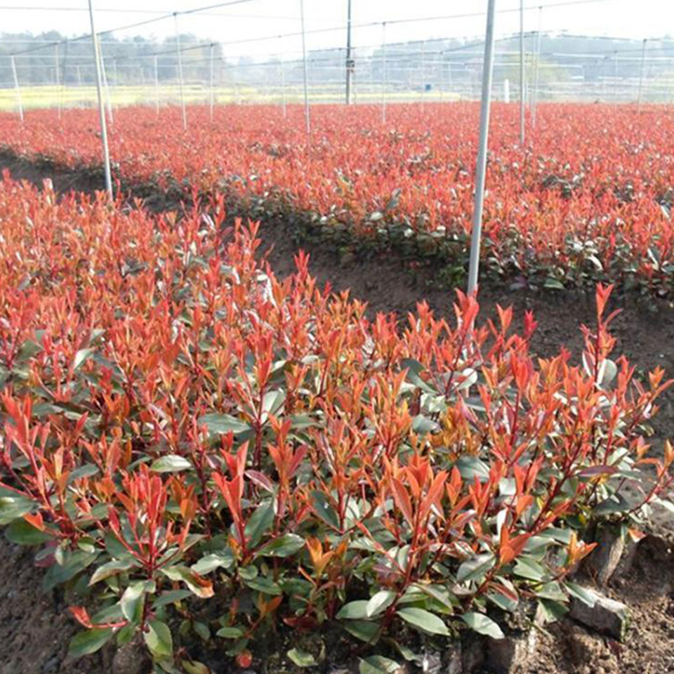 梓熙  红叶石楠种植基地  喜温暖湿润