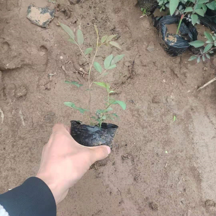 山东蔷薇培育基地  蔷薇培育基地  色泽鲜艳  气味芳香