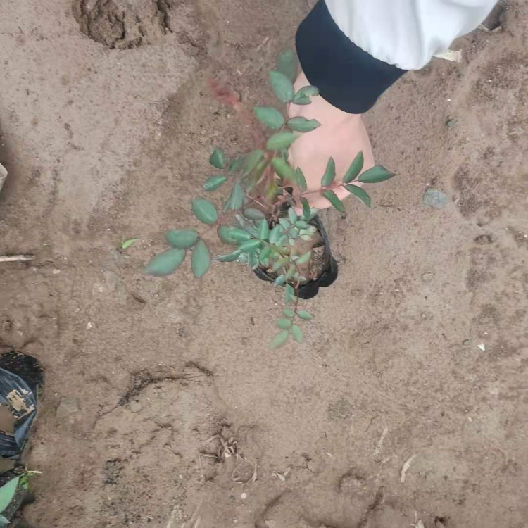 墙体绿化植物  蔷薇批发  养护简单